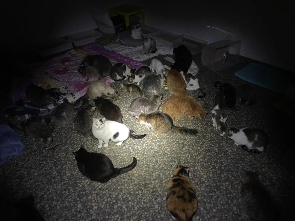 Cats in the dark basement, lit by a flashlight