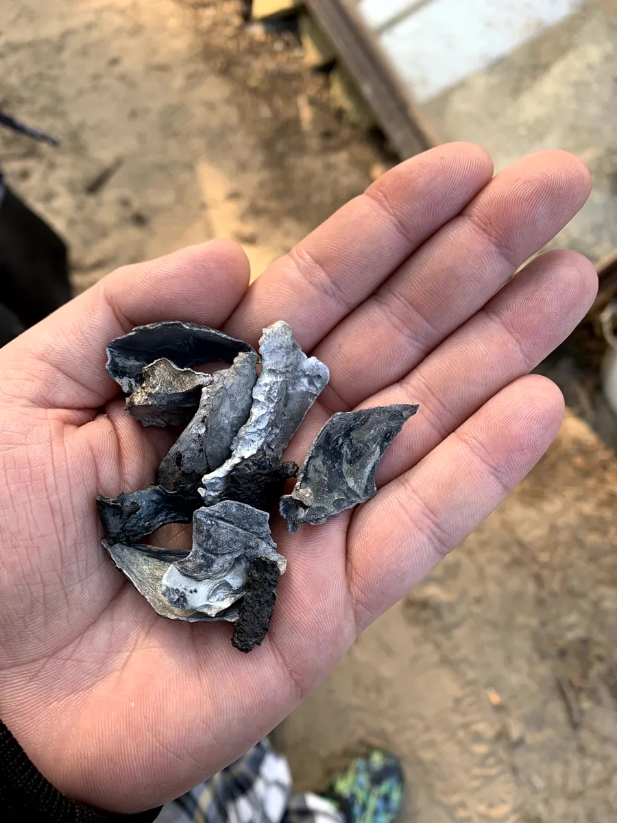 A handful of shell fragments picked up in the yard