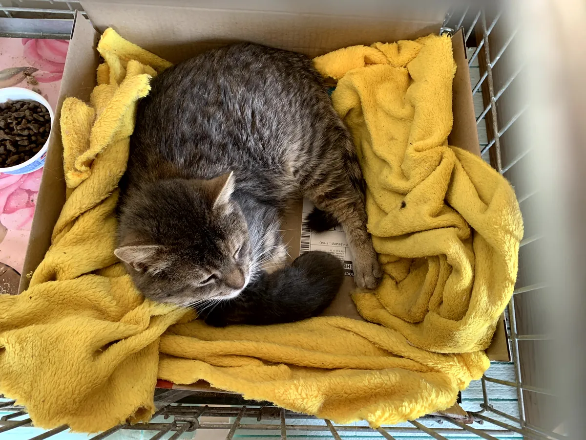 Two tabby cats curled up on a yellow blanket in a crate