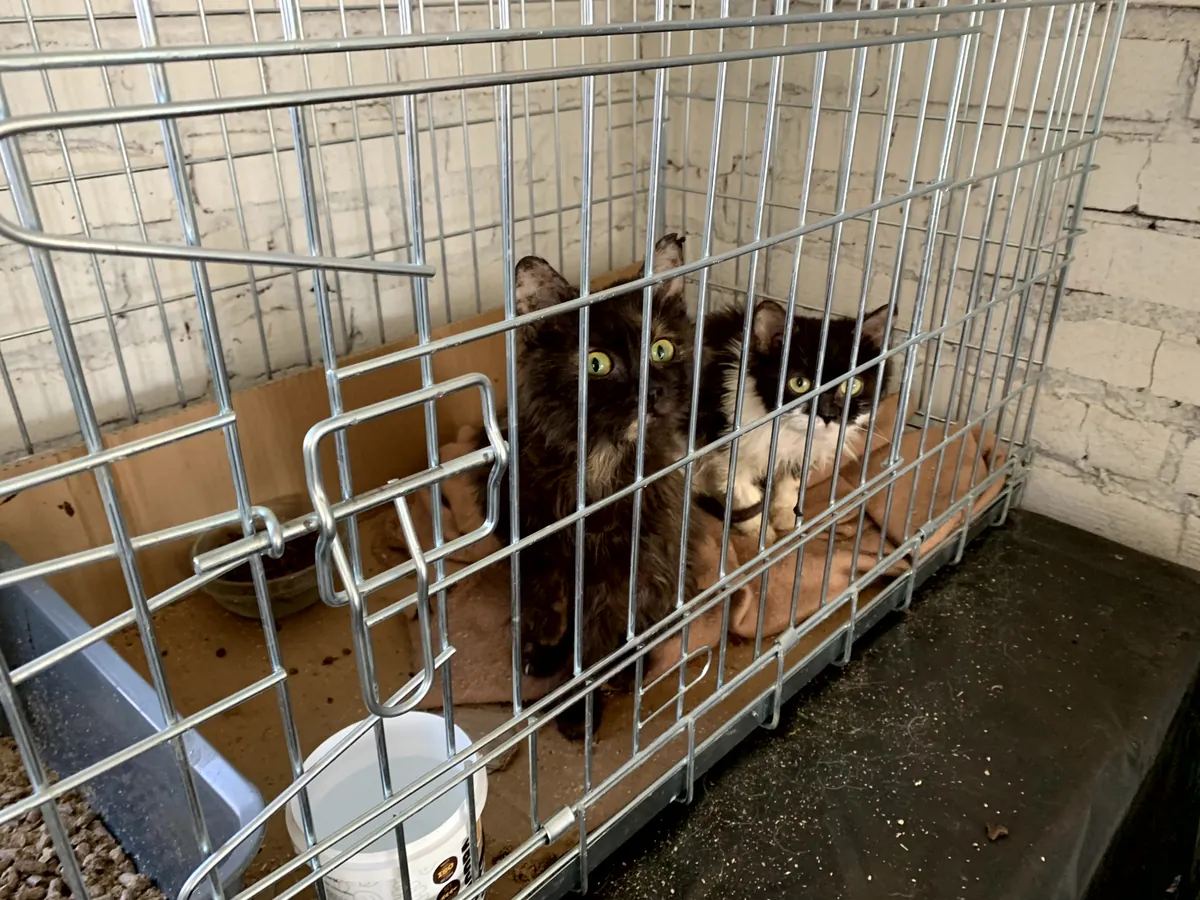 Rescued cats in a wire crate