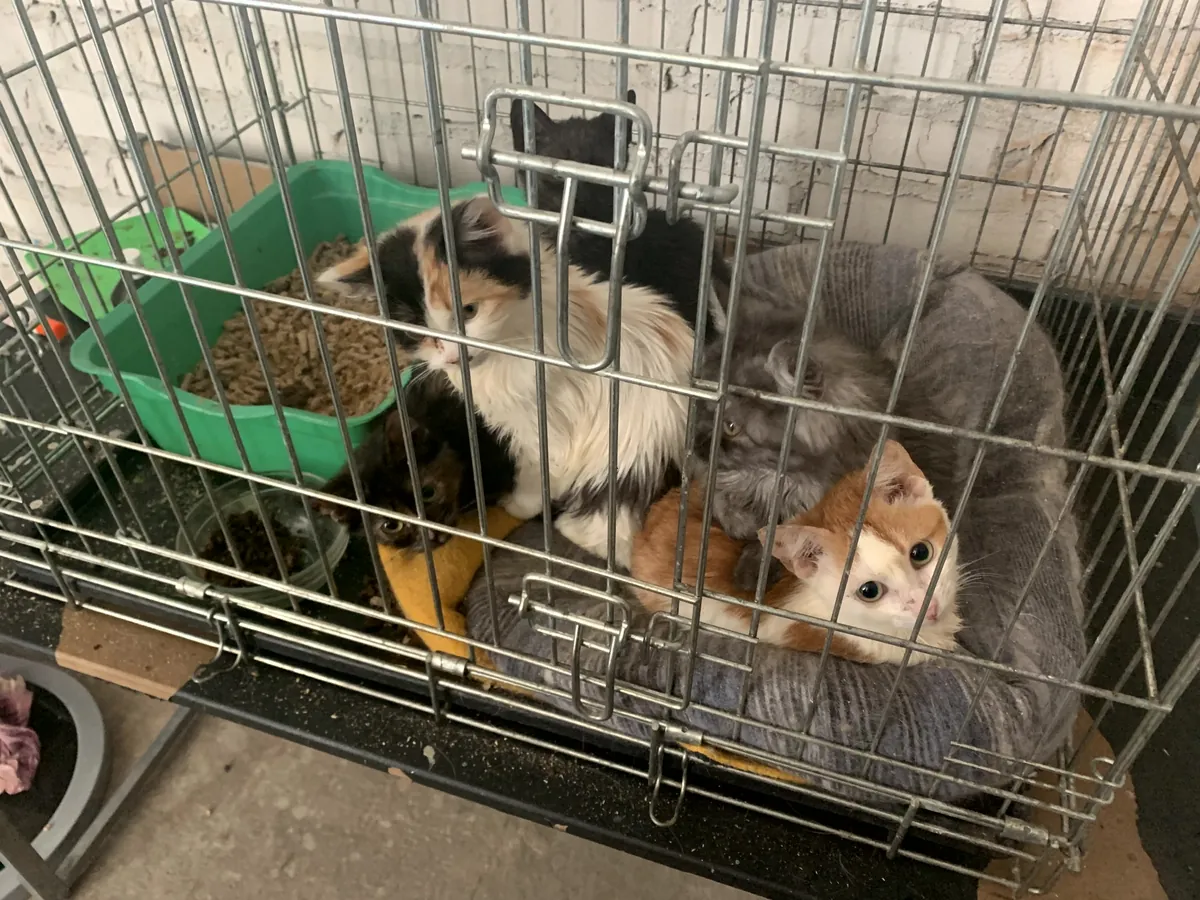 Calico and white cats in a crate with a litter tray
