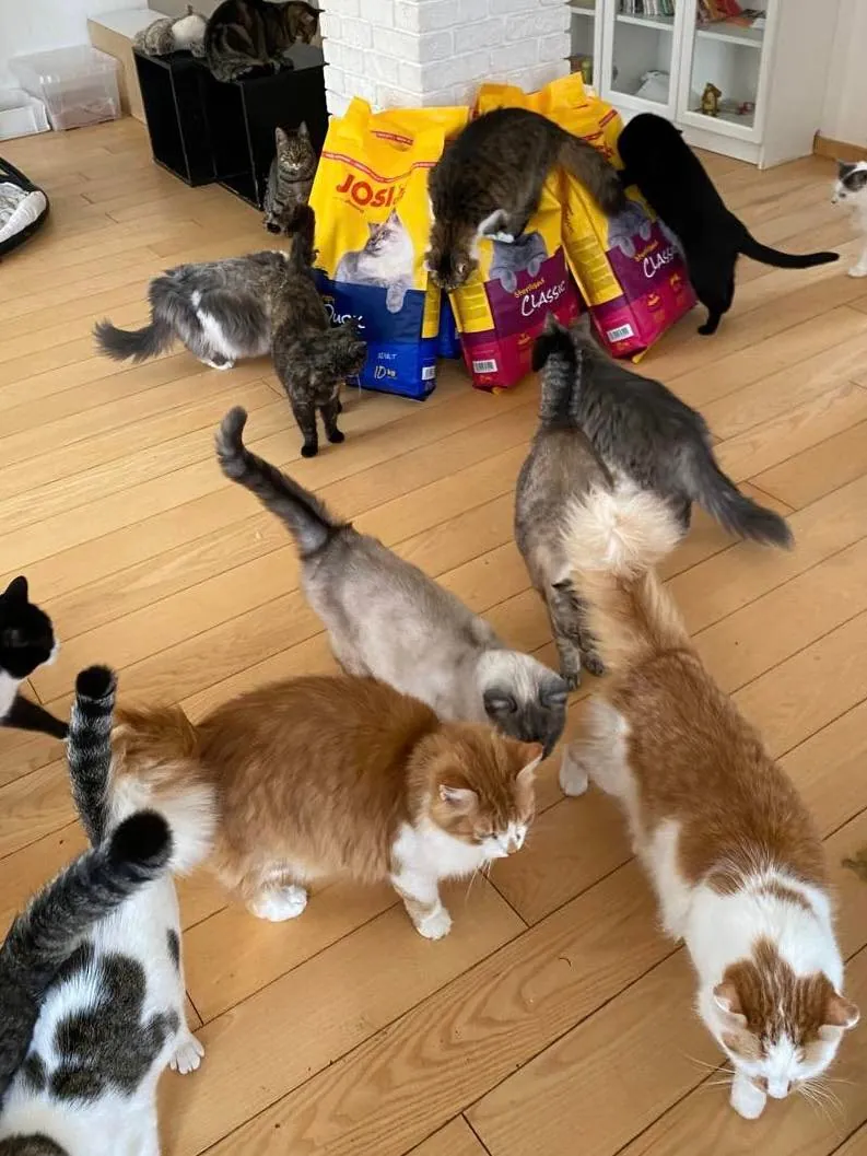 Cats around bags of donated cat food