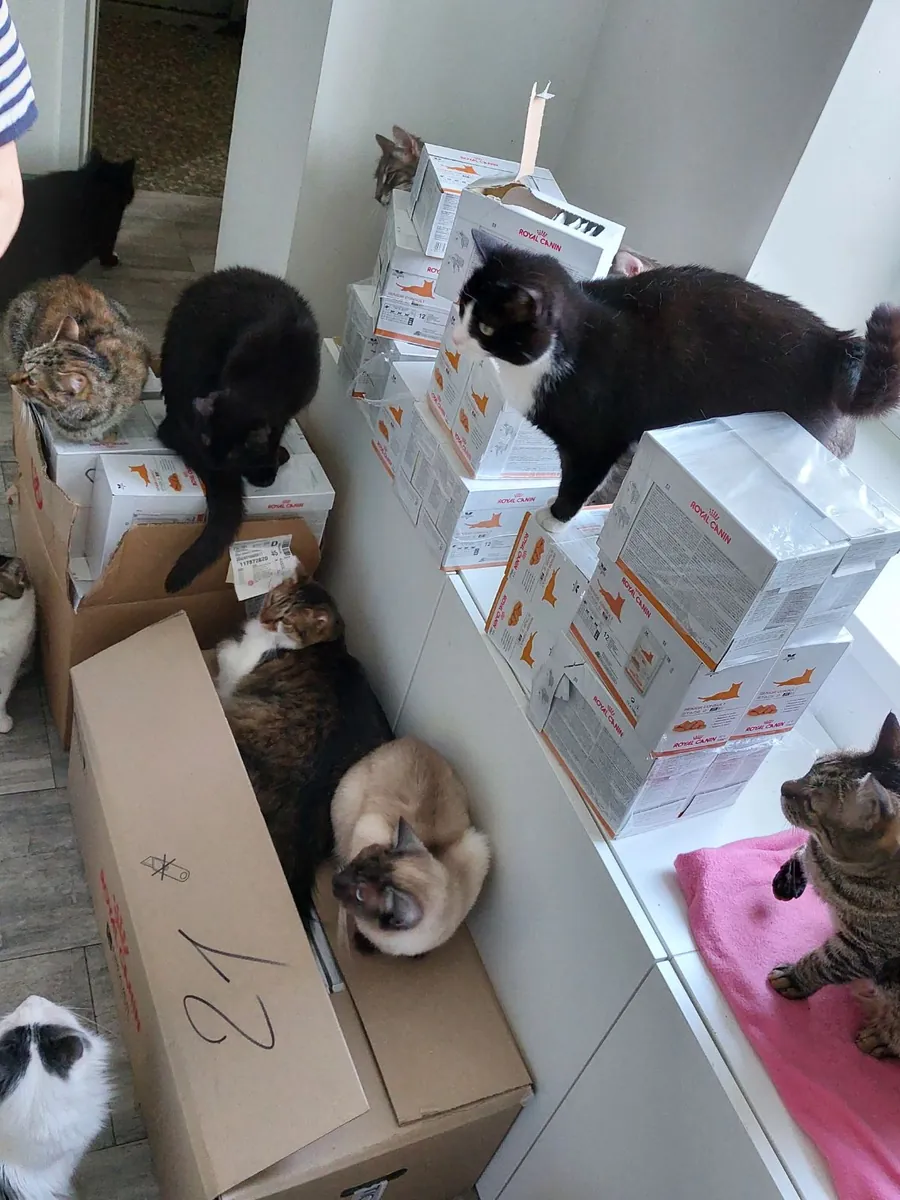 Cats among boxes of donated canned food