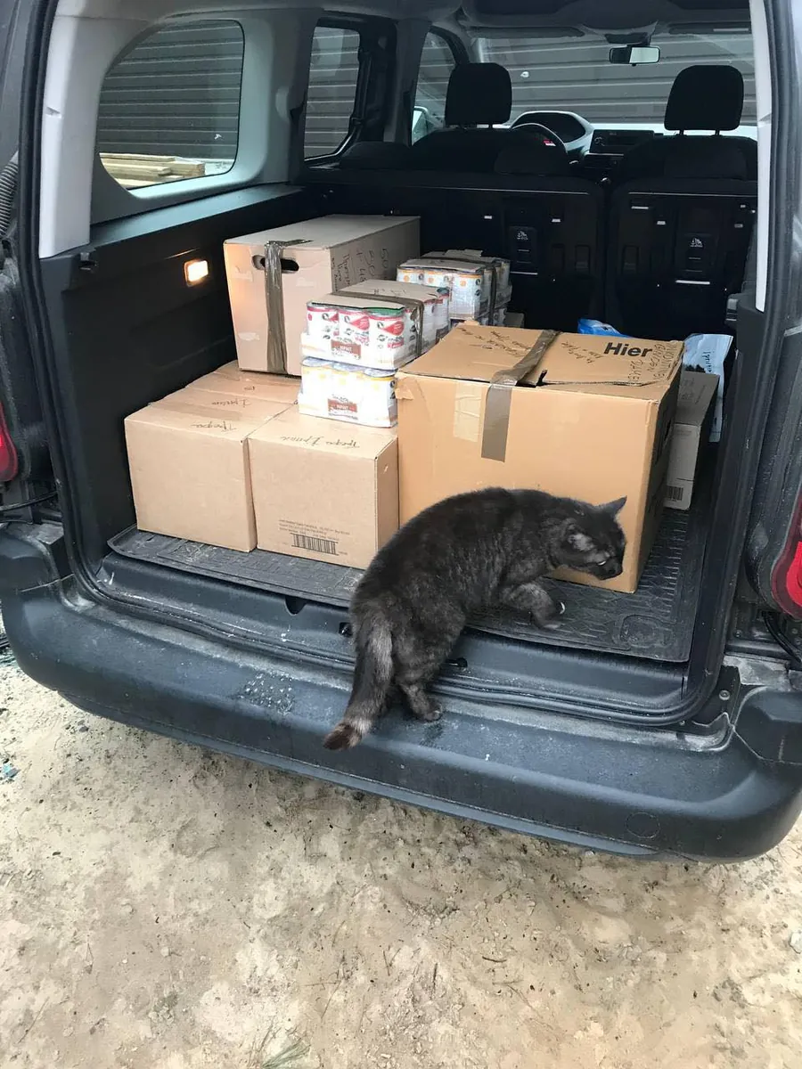A cat in a car boot loaded with donation boxes